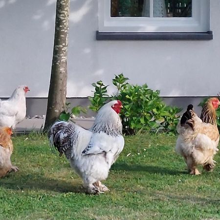 De Tulp Bed & Breakfast Noordgouwe Luaran gambar
